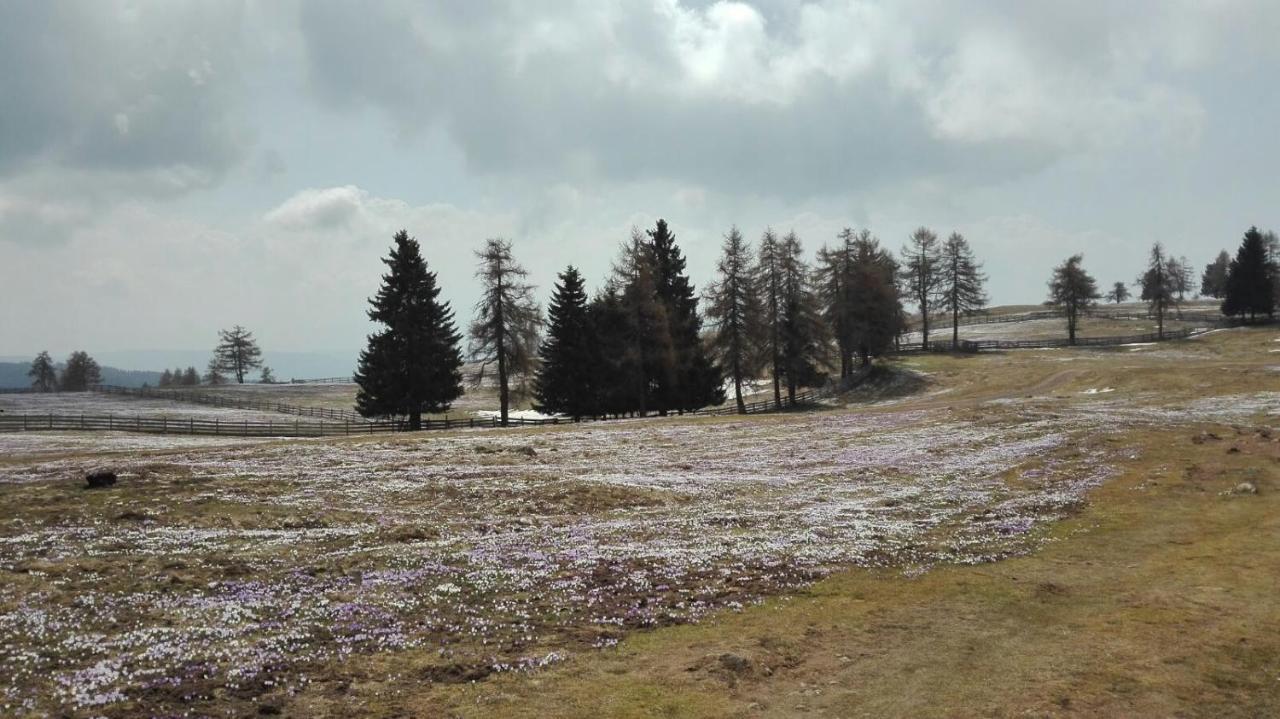 Alpenrose Daire Mölten Dış mekan fotoğraf