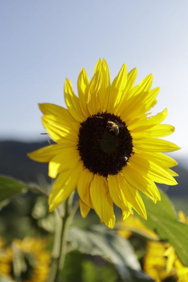 Alpenrose Daire Mölten Dış mekan fotoğraf